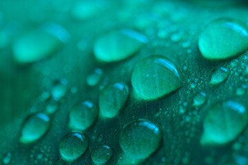 water drops on a green leaf