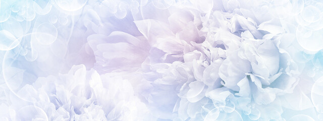 Peonies  flowers.  Floral pink background.  Close-up.  Nature.
