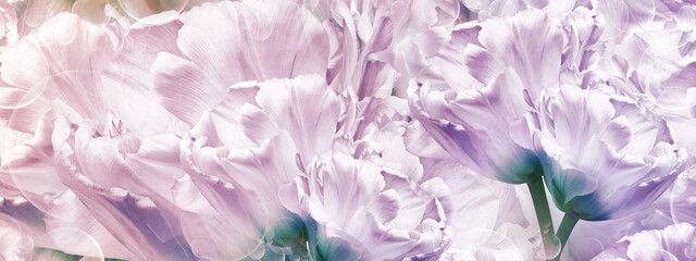 Floral  background. Flowers tulips  and petals. Close up.