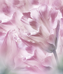 Tulips flowers.  Floral background. Closeup. For design. Nature.