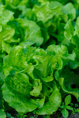 Green lettuce in growth at vegetable garden