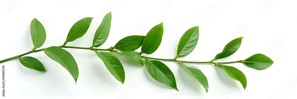 Poster A leafy tropical design is showcased in sharp focus against clean white backgrounds with a selective attention technique applied._00001_