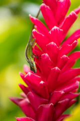 Fototapeta premium Martinique anole (Anolis roquet) or savannah anole on a big pink flower of Red ginger (Alpinia purpurata) in a tropical garden. Close up of Caribbean lizard climbing head down on the inflorescence.