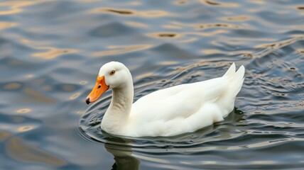 White duck swimming gracefully in calm water during a sunny afternoon near a serene lake
