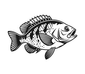 Bluegill Fish Vector Art and Illustration