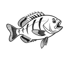 Bluegill Fish Vector Art and Illustration