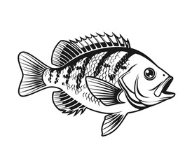 Bluegill Fish Vector Art and Illustration