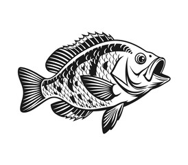 Bluegill Fish Vector Art and Illustration