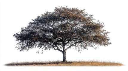 Oak Tree Isolated on White Background: Nature, Environmental Sustainability, Green Design, Ecology, and Botanical Photography Concepts