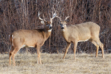 Colorado Wildlife. Wild Deer on the High Plains of Colorado. Two white-tail bucks in the woods.