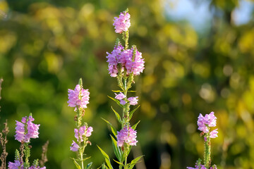ハナトラノオ（花虎の尾）