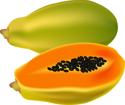 papaya fruit, green and orange, cut open clip art preview