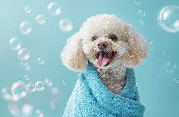 Happy small white dog wrapped in a blue towel surrounded by bubbles in a bright setting. A white Bichon Frise dog sitting, tongue out and covered in a blue towel, surrounded by soap bubbles