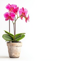 Orchid Flower in a Vase: Botanical Beauty, Interior Decor, and Floral Design Concepts
