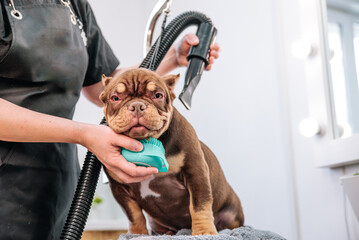 beautiful brown dog American Bully puppy in a grooming salon. The dog is blow-dried with a compressor and combed. dog spa.