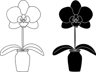 orchid blooming in the pot