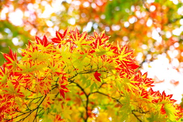 色づき始めたもみじの紅葉