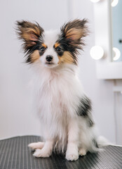 beautiful papillon puppy in a grooming salon