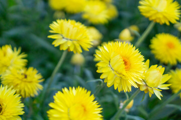 Lijiang, China, watch the Lijiang performance and climb the jade dragon mountain