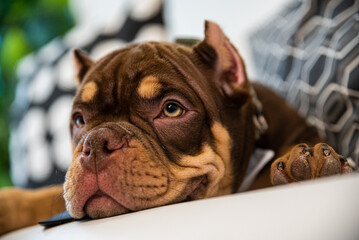 beautiful cute brown American bully dog ​​in a tie resting sleeping on the sofa with pillows lying nearby