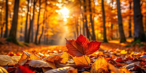 Autumn Background, Fall Wallpaper, High Depth of Field, Autumnal Scenery, Fall Leaves, Blurred Background, Bokeh, Autumn Photography, Nature Photography, Colorful Autumn