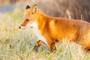 北海道の冬を迎えるモフモフの可愛いキタキツネ