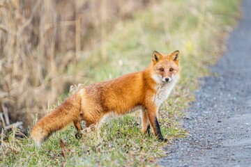 北海道の冬を迎えるモフモフの可愛いキタキツネ