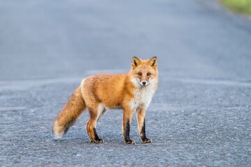 北海道の冬を迎えるモフモフの可愛いキタキツネ