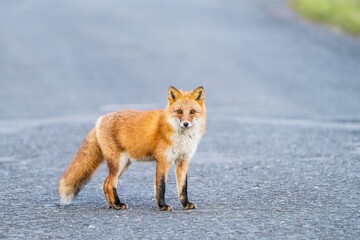 北海道の冬を迎えるモフモフの可愛いキタキツネ