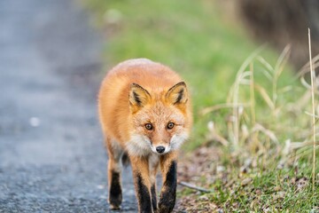北海道の冬を迎えるモフモフの可愛いキタキツネ