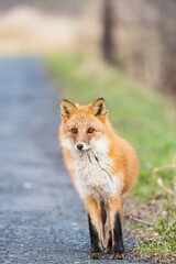 北海道の冬を迎えるモフモフの可愛いキタキツネ