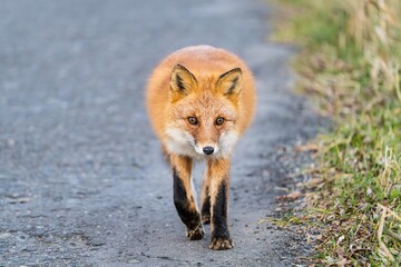 北海道の冬を迎えるモフモフの可愛いキタキツネ