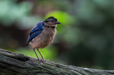 Male Giant Pitta perched on a log wood in rain forest in Borneo with bokeh background.