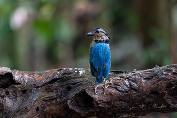 Male Giant Pitta perched on a log wood in rain forest in Borneo with bokeh background.