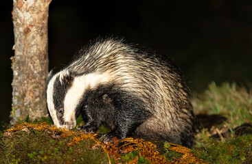 Badger, Scientific name: Meles Meles.  Wild, native badger foraging for food in the rain with his head down in green moss.  Horizontal.  Copy space
