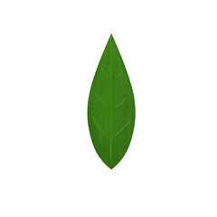 green leaf isolated on transparent background, png image 