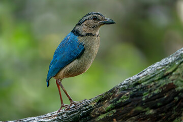 A male Giant Pitta perched on the log wood with beautiful bokeh background.Extremely elusive and rarely-seen ground-dweller; listen instead for its haunting whistle.