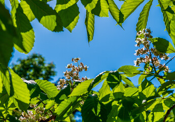 Abeille lointaine qui butine des petites fleurs blanches sur une branche vue à travers des branchages sur fond de ciel bleu