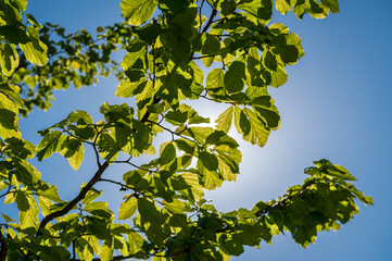 Vue vers le haut, branche d'arbres avec des feuilles vertes  en contre jour, cachant le soeil, ciel bleu visible