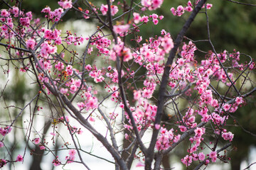 Spring arrives, and everything along the garden riverbank is renewed. Plants grow tender shoots and bloom with colorful flowers, presenting beautiful background materials
