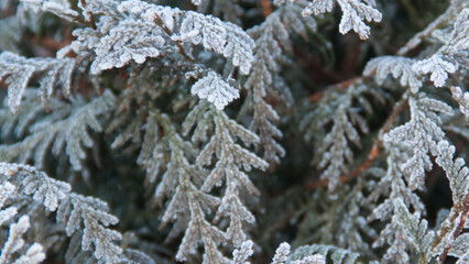 Photo texture of a Christmas tree. Background of coniferous trees. Christmas tree in the snow. Size 4K