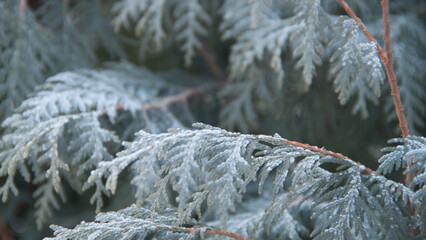 Photo texture of a Christmas tree. Background of coniferous trees. Christmas tree in the snow. Size 4K