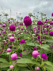 Obraz premium A field of pink flowers in a sunny day outdoors gardens