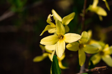 Spring arrives, and everything along the garden riverbank is renewed. Plants grow tender shoots and bloom with colorful flowers, presenting beautiful background materials