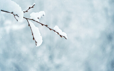 winter nature background. Beautiful snowy tree branch, winter forest landscape. frosty cold weather. fallen snow. christmas, new year holiday. template for design. copy space. soft focus