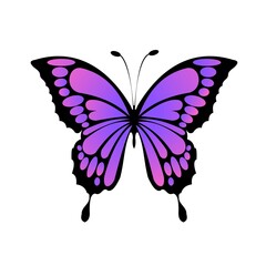 butterfly on white background