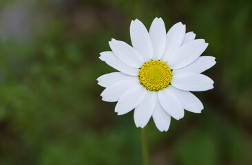 Fototapeta premium flowers growing in rural areas. wild white daisy photos.