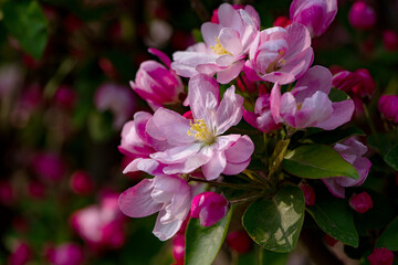 Spring arrives, and everything along the garden riverbank is renewed. Plants grow tender shoots and bloom with colorful flowers, presenting beautiful background materials