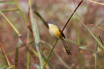 Bird on a branch