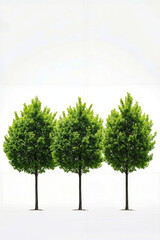 Obraz premium A group of three trees that are standing in a row
